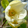Магнолия Yellow Lantern 