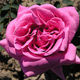 Роза чайно-гибридная Эминенс
