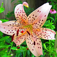 Лилия Pink Giant