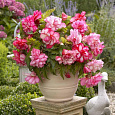 Бегония Клубневая Cascade Florence Бегония Клубневая Cascade Florence