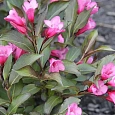 Вейгела цветущая Minuet