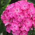 Флокс Метельчатый Клавдия