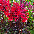 Лобелия гибридная Crimson Princess Лобелия гибридная Crimson Princess