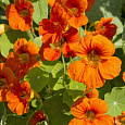 Настурция большая Оранжевый блик Настурция большая Оранжевый блик