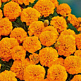 Бархатцы отклоненные махровые Бой оранжевые Бархатцы отклоненные махровые Бой оранжевые