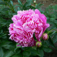 Пион травянистый Барбара