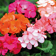 Пеларгония зональная Горизонт Микс Пеларгония зональная Горизонт Микс