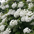 Гортензия дуболистная Snow Giant