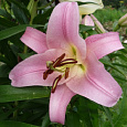 Лилия ОТ-гибрид Бейвотч Лилия ОТ-гибрид Бейвотч