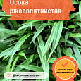 Осока ржавопятнистая
