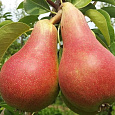 Груша плодовая Кармен Груша плодовая Кармен