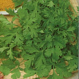 Кориандр (Кинза)  Прелесть