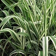 Фалярис тростниковый Picta