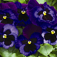Виола крупноцветковая Матрикс Деним Виола крупноцветковая Матрикс Деним