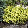 Кипарисовик горохоплодный Filifera Aurea