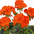 Пеларгония зональная Горизонт Оранж Пеларгония зональная Горизонт Оранж