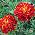 Бархатцы отклоненные махровые Ред черри Бархатцы отклоненные махровые Ред черри