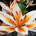 Лилия азиатская Орaндж Электрик Лилия азиатская Орaндж Электрик