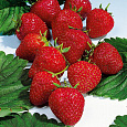 Земляника садовая Эльвира