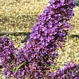 Буддлея давида  Purple Prince