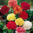 Гвоздика Гренадин Смесь окрасок