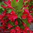 Вейгела цветущая Red Prince