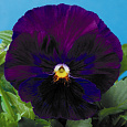 Виола крупноцветковая Дельта Пьюр Виолет