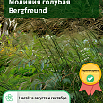 Молиния голубая Bergfreund
