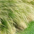 Ковыль тончайший Pony Tails