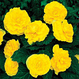 Бегония махровая Йеллоу
