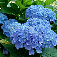 Гортензия крупнолистная Forever ever blue