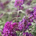 Буддлея давида Nanho Purple