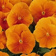 Виола крупноцветковая Кетс Оранж Виола крупноцветковая Кетс Оранж