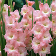 Гладиолус гибридный Rose Supreme Гладиолус гибридный Rose Supreme