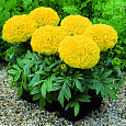 Бархатцы прямостоячие Антигуа Еллоу Бархатцы прямостоячие Антигуа Еллоу
