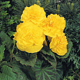Бегония клубневая крупноцветковая Желтая