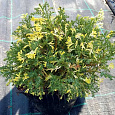Кипарисовик тупой Saffron Spray Кипарисовик тупой Saffron Spray