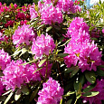 Азалия японская Пурпуртраум Азалия японская Пурпуртраум
