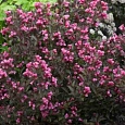 Вейгела цветущая Victoria