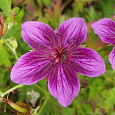 Герань гибридная Стармэн Герань гибридная Стармэн