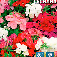 Флокс друммонда Сесилия