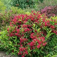 Вейгела цветущая Red Prince