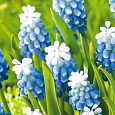 Мускари Mount hood Мускари Mount hood