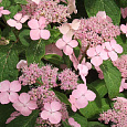 Гортензия пильчатая Rosalba Гортензия пильчатая Rosalba