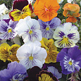 Виола крупноцветковая Кетс Микс Виола крупноцветковая Кетс Микс