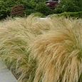 Ковыль тончайший Pony Tails
