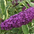 Буддлея давида Harlequin