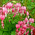 Дицентра (разбитое сердце) великолепная Pink