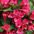 Вейгела цветущая Bristol Ruby
