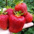 Земляника садовая Джоли